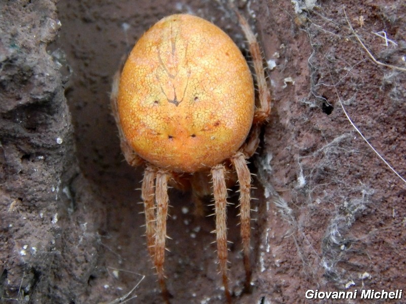 Serie di Araneae del Parco del Ticino